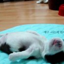 앙드레 이미지