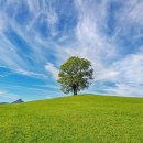 푸르른날 이미지