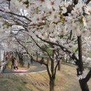 시청별관앞 꽃보라동산 이미지