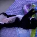 하남플러스동물병원 이미지