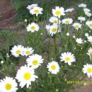 행복한아침 이미지