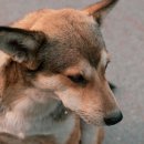 24시 아이동물메디컬센터 이미지