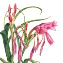 꽃그림 보타니컬아트 이미지