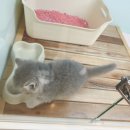 대전고양이분양 비비냥 | 대전고양이분양 실제 방문 후기, 믿고 선택한 이유와 솔직한 분양 이야기