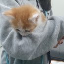 낭만고양이(강서점) 네이버블로그