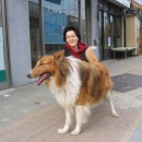 복슬 강아지 이미지