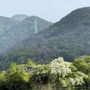 이팝인테리어 | (26.5.2) 밀양 위양지 왕사남 포스터 포토존 개방 시간 최초공개 이팝나무 실시간