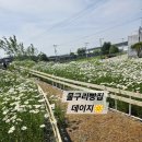 데이지우드 | 5월 아이랑 나들이 추천 #고양물구리빵집 데이지 개화상태 실시간 후기(5월 17일)