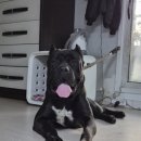 킹덤 카네 네이버블로그