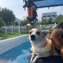 UR(경주시)-[단석로]-하-1 | 경주 애견펜션 앙꼬집 A동 아쉬움이 많았던 숙소