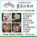 플로리포레 이미지