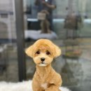애견백화점 동탄점 네이버블로그