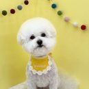 조아펫살롱 이미지