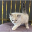 강아지와 고양이 이미지