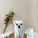 그루밍154 이미지