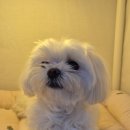 디케이팜 | 일산 킨텍스 마이펫페어 와락펫 오픈팜 뽀뇨 로로펫 구매후기