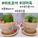 [식물상점 비로소] 온라인 식물 구매 추천 / 하트호야 키우기 / 괴마옥 키우기
