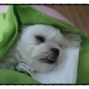 신촌동물병원 이미지