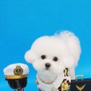 바오그루밍 이미지