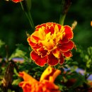 가든키친(Garden Kitchen) 이미지