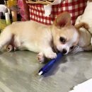 멍멍이PC 이미지