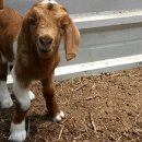 아기염소 이미지