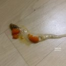 이담동물병원