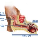 숲속동물병원 이미지
