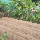 갑천농장 이미지