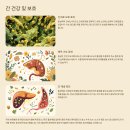 홍삼효능 완전 정복