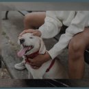 이봉창 의사 집터 이미지