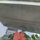 파이핌