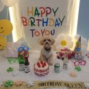 강아지 마음 | 강아지샴푸 무향 추천 말티푸 마음더 얼굴샴푸 후기