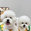 엔젤스 도그 네이버블로그