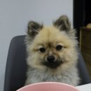 대지상회 이미지