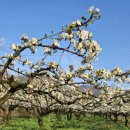 오크빌민박 이미지