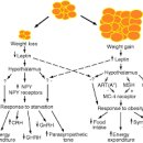 가짜 배고픔 원인과 참는 방법 렙틴 호르몬 이미지