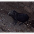 만주농장 이미지