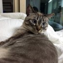 봉담우리애 동물병원 이미지