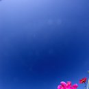 금*호