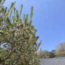 통도사 | 경남 가볼만한곳 세계문화유산 양산 통도사 우담바라 위치 사리탑 후기