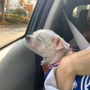 상무꼬까 | 용용이네 : 광주 김대중 컨벤션센터 펫 쇼 다녀온 후기