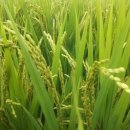 이라이스농장 이미지