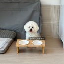 스타펜션 | 태안 애견펜션 개스타에서 힐링하고 온 내돈내산 후기 (E동, 수영장, 개별바베큐, 애견스파, 마당 등)