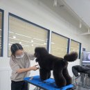라이너애견미용학원