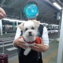 보리펫택시 이미지