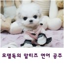까만코 이미지