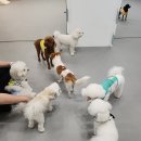 조이풀독 이미지