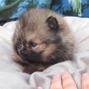 동글동글 이미지