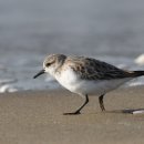 좀도요(Red-necked Stint) 이미지